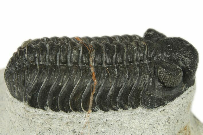 Phacopid (Adrisiops) Trilobite - Jbel Oudriss, Morocco #272461
